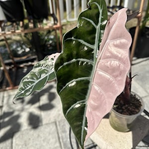US Seller. CORM | Alocasia Pink Chantrieri