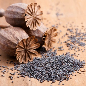 50g--&gt;9kg Fresh Organic BLUE POPPY SEEDS Papaver Somniferum Fast Shipping ! Blue poppy seeds Fresh European poppy seeds Gmo free Free Shipp
