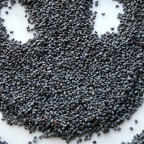 64oz Fresh Organic BLUE POPPY SEEDS - Papaver Somniferum European - Gmo free Fresh Natural Poppy Seeds From a Natural Farm - Fast Shipping