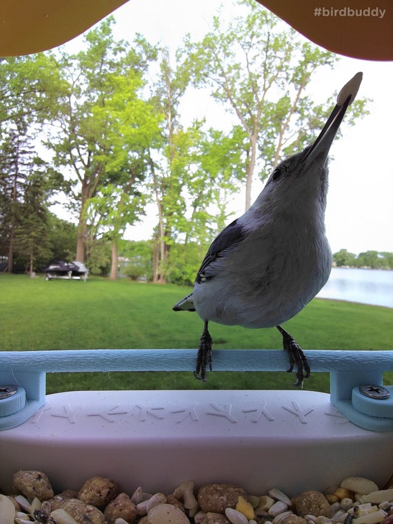 3D Printed Bird Buddy Perch & Picket Fence Modifications