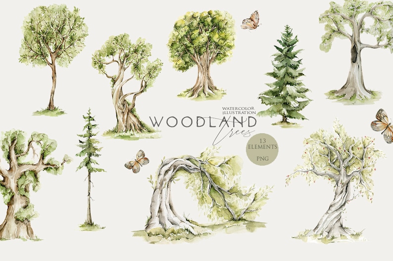 May include: Watercolor illustration of 13 woodland trees, including pine, oak, and willow trees. The trees are painted in shades of green, brown, and gray. The illustration includes butterflies and the text "Woodland Trees".