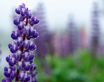 Lupins Wall Art Print, Newfoundland Lupins Abstract Print