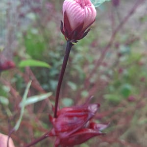 Roselle seeds