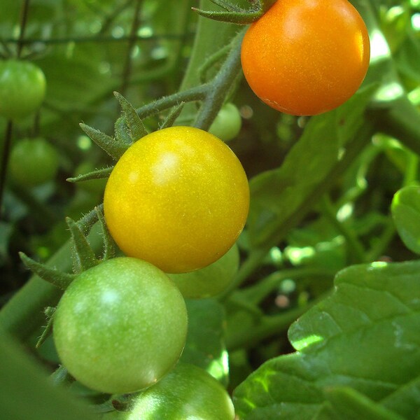 Sun Burst Tomato seeds