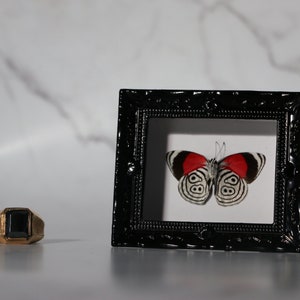 May include: A black-framed butterfly specimen with red and white wings. A gold ring with a black square stone is to the left. The butterfly in the frame has the number "88" on its wings. The ring is gold in colour.
