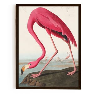 Fenicottero rosa da Birds of America (1827) di John James Audubon, arte degli uccelli STAMPA DI ALTA QUALITÀ