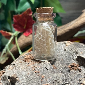 Petite bouteille d'abri pour serpents, cadeau, reptile, sorcellerie