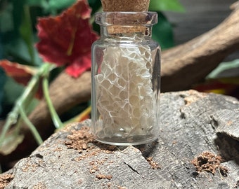 Small bottle of snake shed, gift, reptile, witchcraft