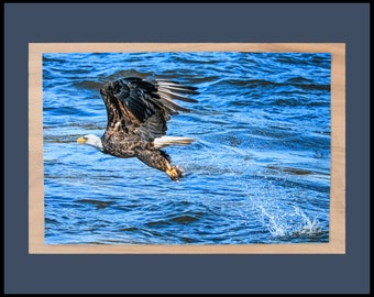Catch of the day, Bald eagle catching a fish