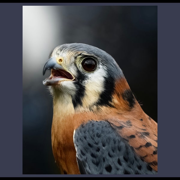 Kestrel Portrait