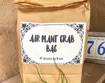 10 Pack Air Plant Grab Bag + Spanish Moss Sample and Bonus Air Plant