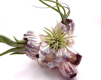 Natural Pink Air Plant Barnacle Cluster