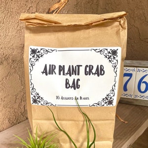 10 Pack Air Plant Grab Bag + Spanish Moss Sample and Bonus Air Plant