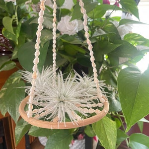 Hanging Air Plant SeaShell Hoop + Free Airplant With Order