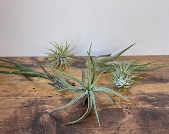 May include: A collection of five air plants with varying leaf shapes and textures, including spiky, bulbous, and elongated varieties in shades of sage green and silver-grey, arranged together on a dark brown wood-grain surface.