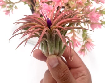 May include: A pink and green air plant with a purple flower in the center. The plant is being held in a hand.