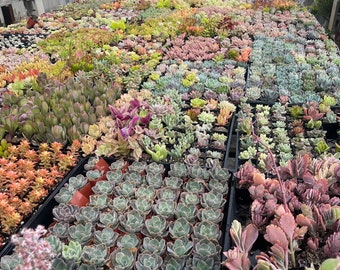 Wholesale Succulents - Bulk Buy Succulents - Random Variety - Mixed Trays