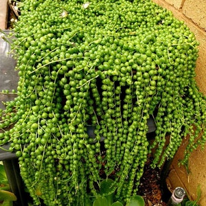 String of Pearls Live Plant