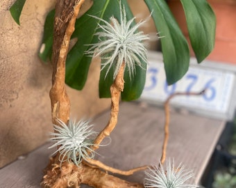 May include: A decorative arrangement featuring three spiky, silver-green air plants attached to a natural, light brown piece of driftwood. The driftwood has a curved, branch-like structure that provides a base and support for the plants.
