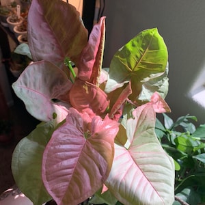 Syngonium Strawberry Cream, Pink Leaves, Live House Plant