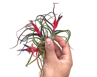 3 Pack “Red Spider” Air Plants Tillandsia Bulbosa