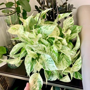 Rare Pothos/Pathos Snow Queen Marble Variegated House Plant