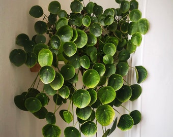 Pilea Peperomioides Chinese Money Plant, UFO Plant In 4 Inch Pot