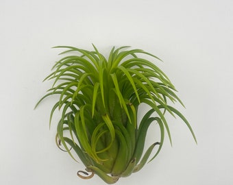 XL Rubra Air Plant, Ionantha Rubra, Beautiful Blooms + Free Care Guide and Bonus Baby Air Plant