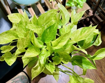Rare Neon Queen - Trailing House Plant in 4 Inch Pot