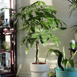 Beautiful Braided Money Tree - Pachira Aquatica - Money Tree In 4 Inch Pot
