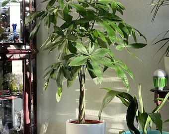 Beautiful Braided Money Tree - Pachira Aquatica - Money Tree In 4 Inch Pot
