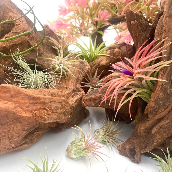 Air Plant Wholesale Mix - Pick Quantity - Air Plant Variety Pack