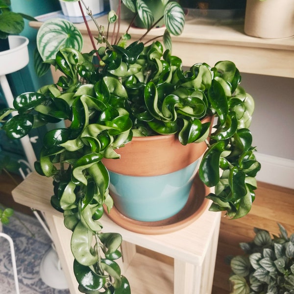 Hoya Rope Plant Etsy