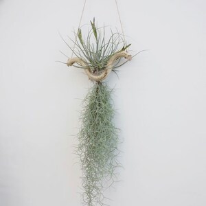 Spanish Moss Large Quantity, Premium Healthy Live Moss FREE Comprehensive Care Guide, Best Value AND Bonus Air Plant image 5