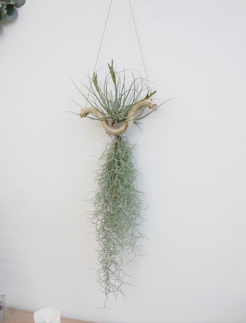 Spanish Moss Large Quantity, Premium Healthy Live Moss FREE Comprehensive Care Guide, Best Value AND Bonus Air Plant image 5
