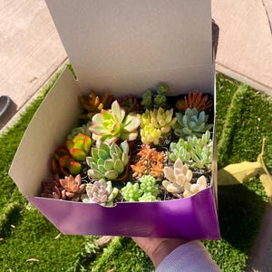 May include: A purple box filled with a variety of small green, red, and yellow succulents in individual pots.