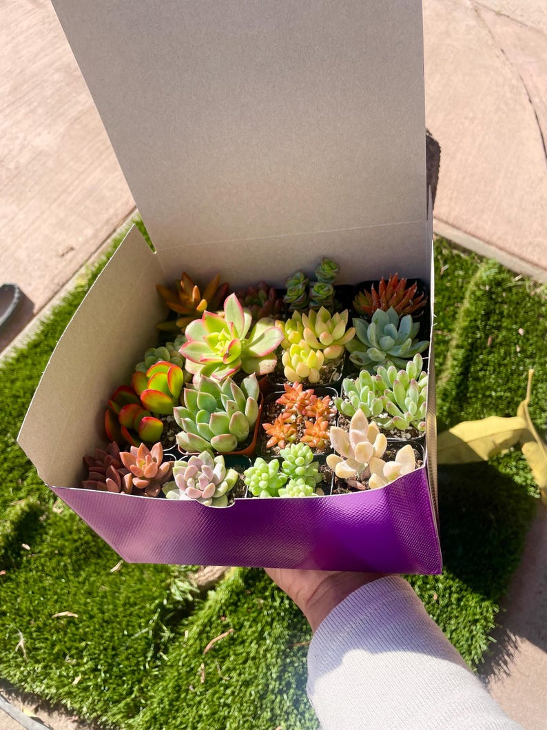 May include: A purple box filled with a variety of small green, red, and yellow succulents in individual pots.