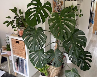 2 Pack -  Monstera Deliciosa - Swiss Cheese Plants - Split Leaf House Plant