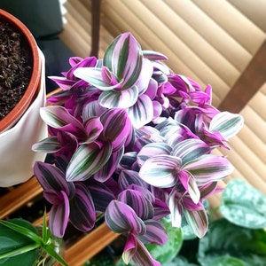 Rare Tradescantia Nanouk Liliac Houseplant| Pink Wandering Jew| Easy Care Plant