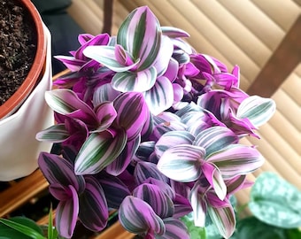 Rare Tradescantia Nanouk Liliac Houseplant| Pink Wandering Jew| Easy Care Plant