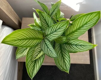 Large Calathea Vittata Brushstroke Plant In 4 Inch Pot