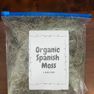 Spanish Moss Large Quantity, Premium Healthy Live Moss FREE Comprehensive Care Guide, Best Value AND Bonus Air Plant image 4