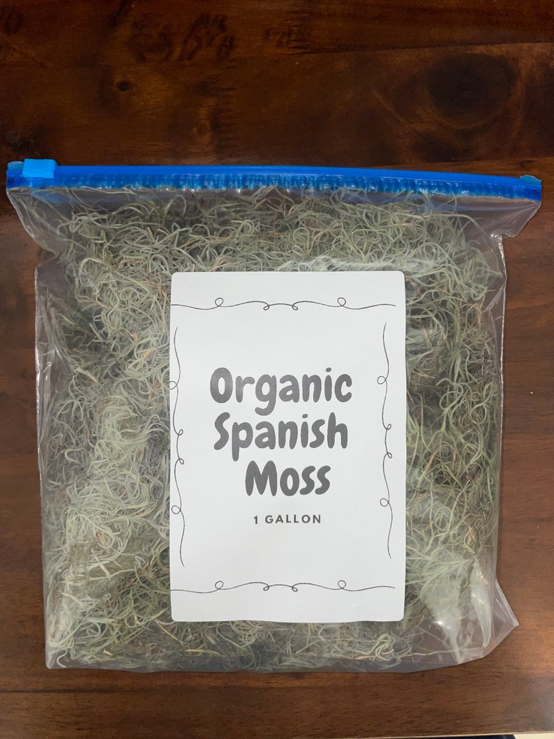 Spanish Moss Large Quantity, Premium Healthy Live Moss FREE Comprehensive Care Guide, Best Value AND Bonus Air Plant image 4