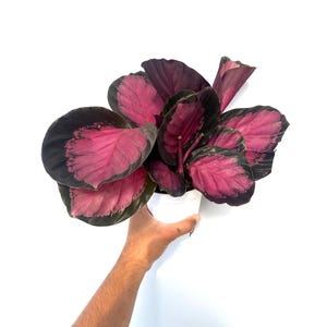 Calathea roseopicta ‘Rosy’ - 4” Pot, Purple-Toned Prayer Plant