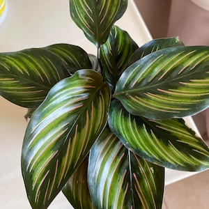 Calathea Beauty Star Live House Plant in 4 Inch Pot