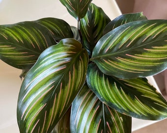 Calathea Beauty Star Live House Plant in 4 Inch Pot