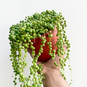 Overflowing String of Pearls Succulent Live Plant Bild 5