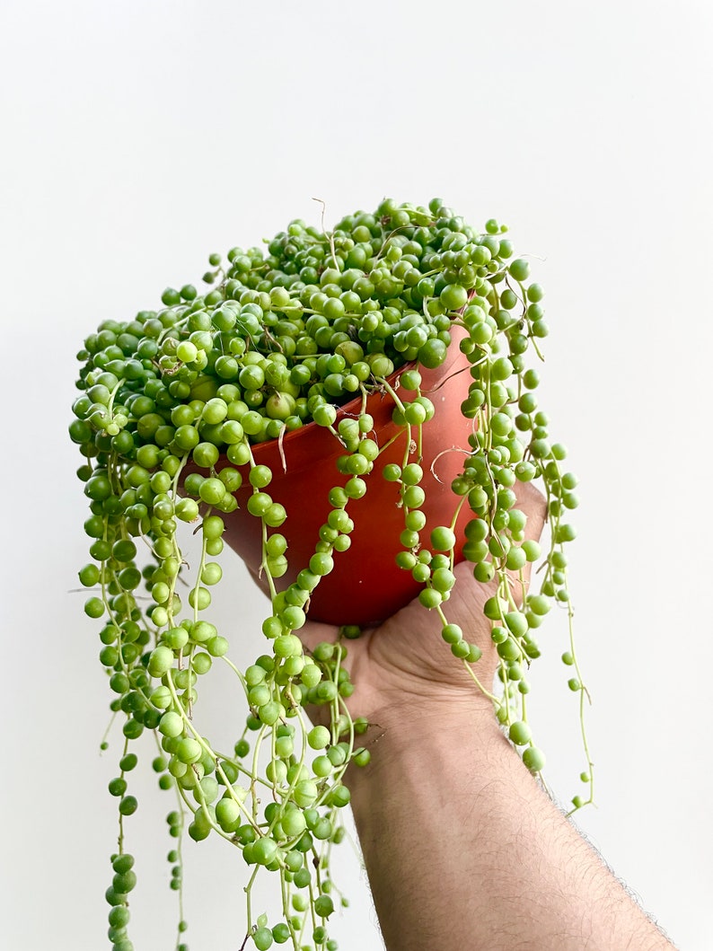 Overflowing String of Pearls Succulent Live Plant Bild 5