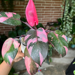 Large Philodendron Pink Princess PPP Live House Plant