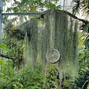 Large Bundle of Spanish Moss, Healthy Live Florida Moss, Indoor Decor